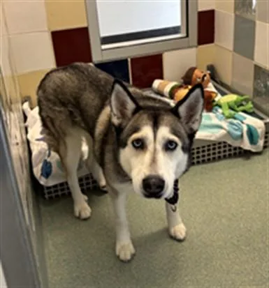 An adult large-sized female Siberian Husky dog named Pip A for adoption in Plano, TX