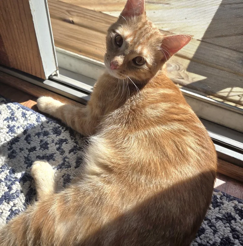 A young medium-sized male Domestic Short Hair cat named Sunny for adoption in Kenosha, WI