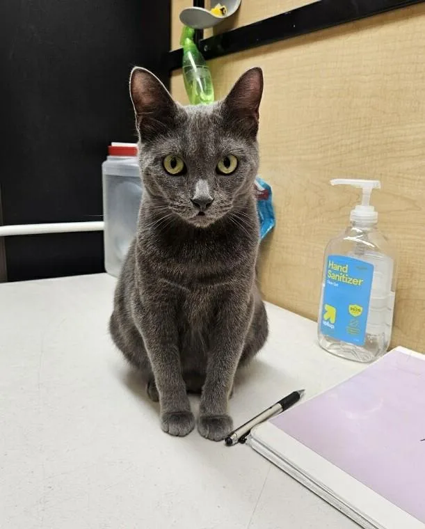 A young medium-sized female Gray / Blue / Silver Domestic Short Hair cat named Claire for adoption in Barrington Hills, IL