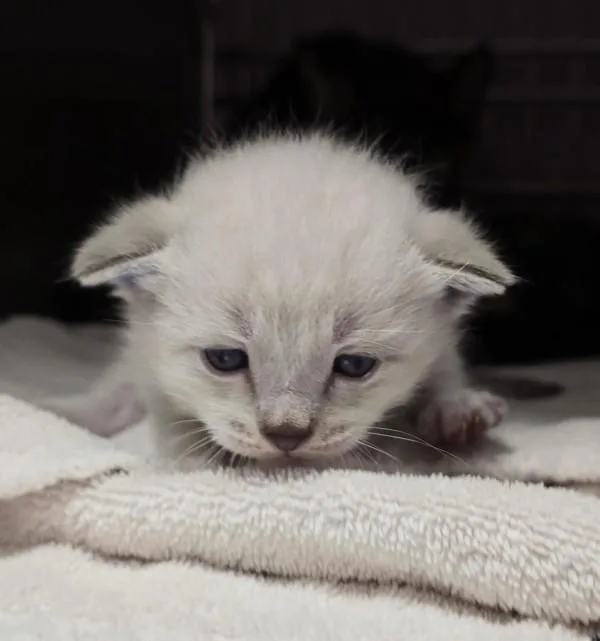 A baby medium-sized male Siamese cat named Finn for adoption in Vancouver, WA