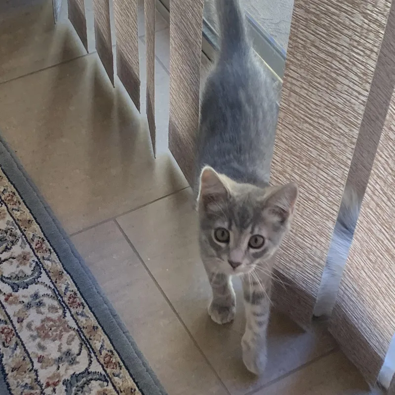 A baby medium-sized male Gray / Blue / Silver Domestic Short Hair cat named Mr. Gray A for adoption in Prescott, AZ