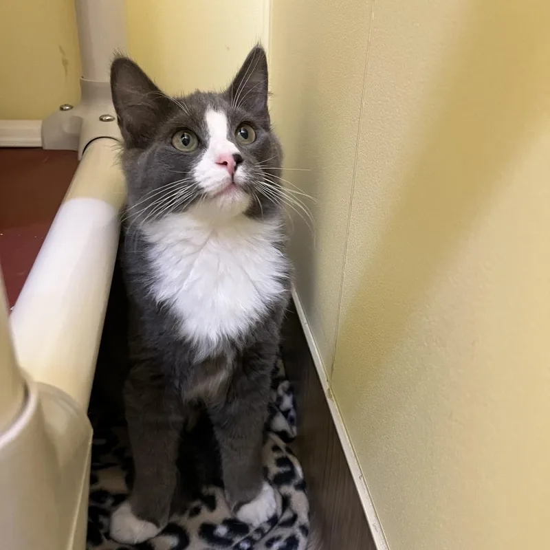 A baby medium-sized male Domestic Medium Hair cat named Tom for adoption in Bedford, NH