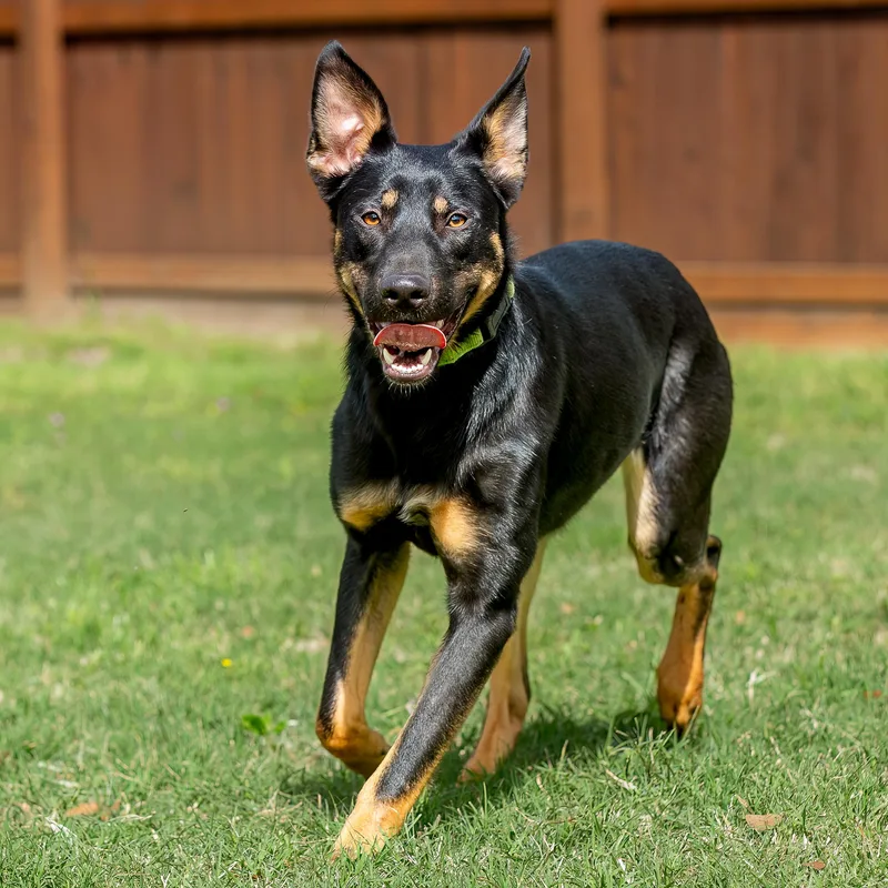 A young medium-sized female Black German Shepherd Dog dog named Habanero for adoption in Tomball, TX