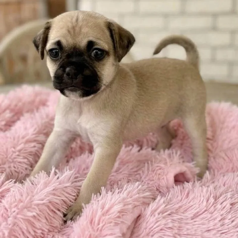 A baby small-sized female Chug dog named Reba for adoption in Rockwall, TX