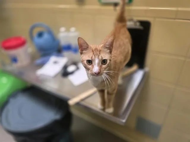 An adult small-sized male Domestic Short Hair cat named Macaroni for adoption in Denver, CO