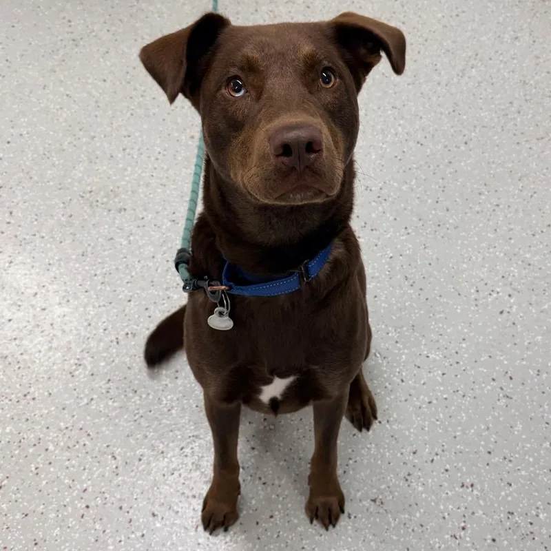 An adult large-sized male Chocolate Labrador Retriever dog named Bowie for adoption in Indianapolis, IN