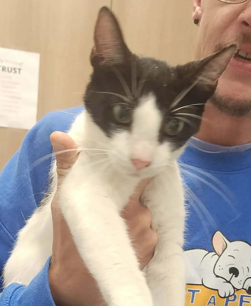 A young medium-sized female Domestic Short Hair cat named Kendra for adoption in Republic, MO