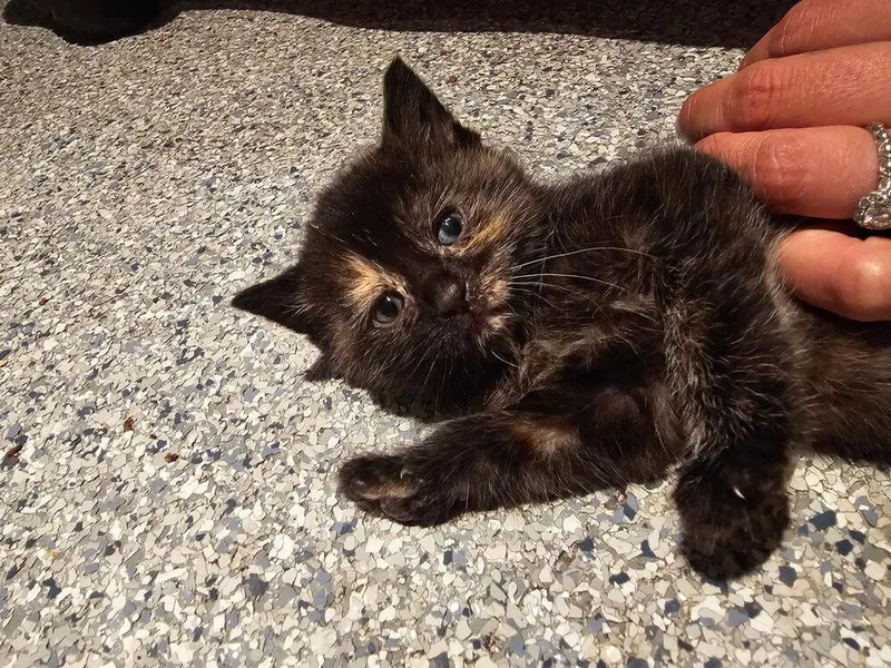 A baby small-sized female Tortoiseshell Domestic Short Hair cat named Serenity for adoption in Ferndale, MI
