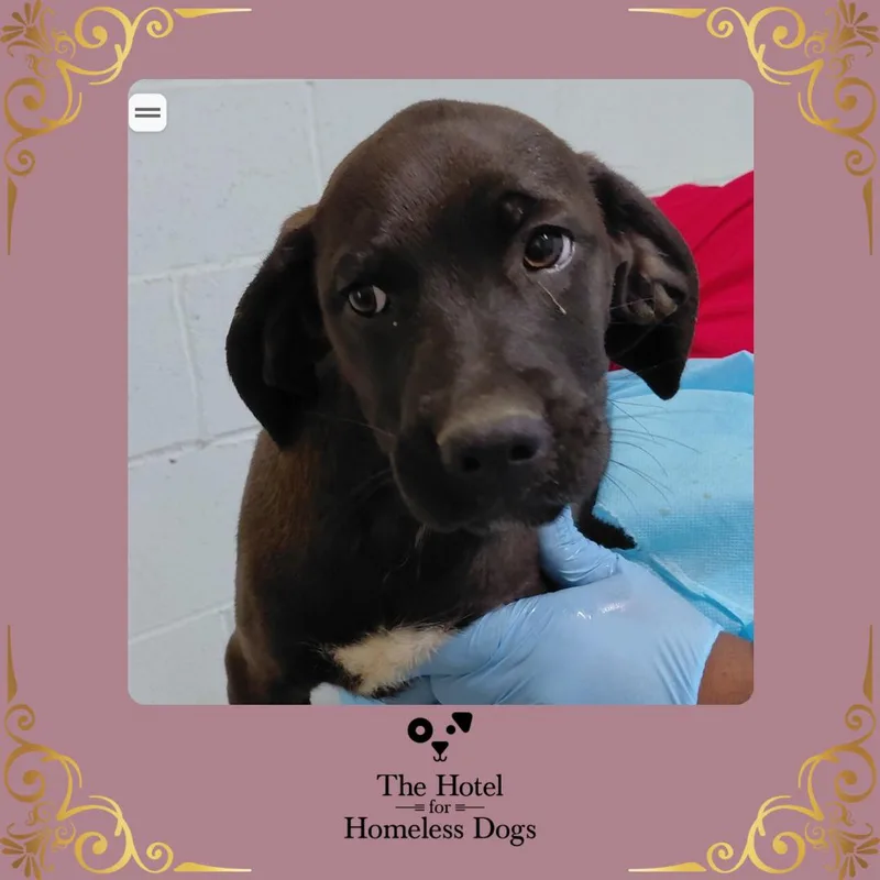 A baby medium-sized female Black Labrador Retriever dog named Thyme for adoption in Cumberland, RI