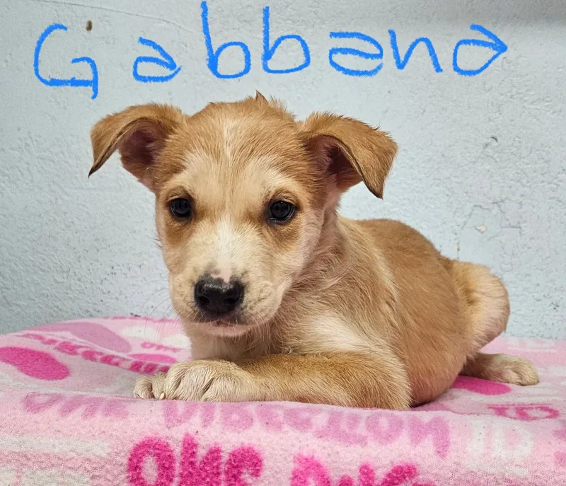A baby small-sized female German Shepherd Dog named Gabbana for adoption in Inglewood, CA