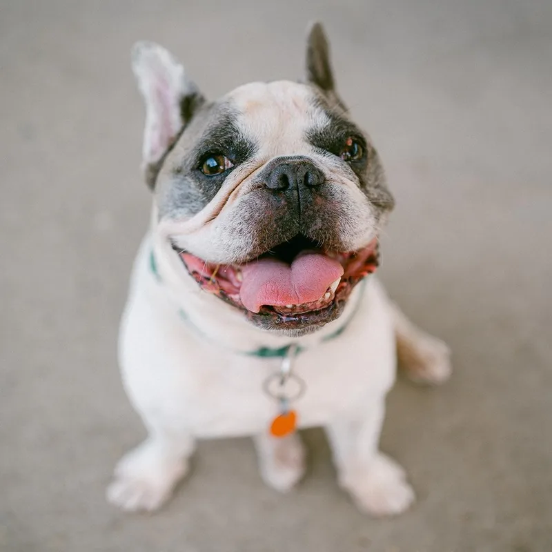 Taz