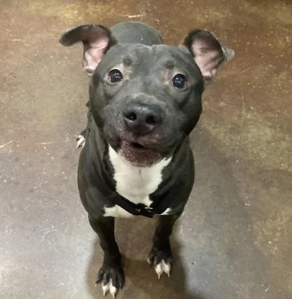 An adult large-sized male Mixed Breed dog named Rocco Blu for adoption in Cincinnati, OH