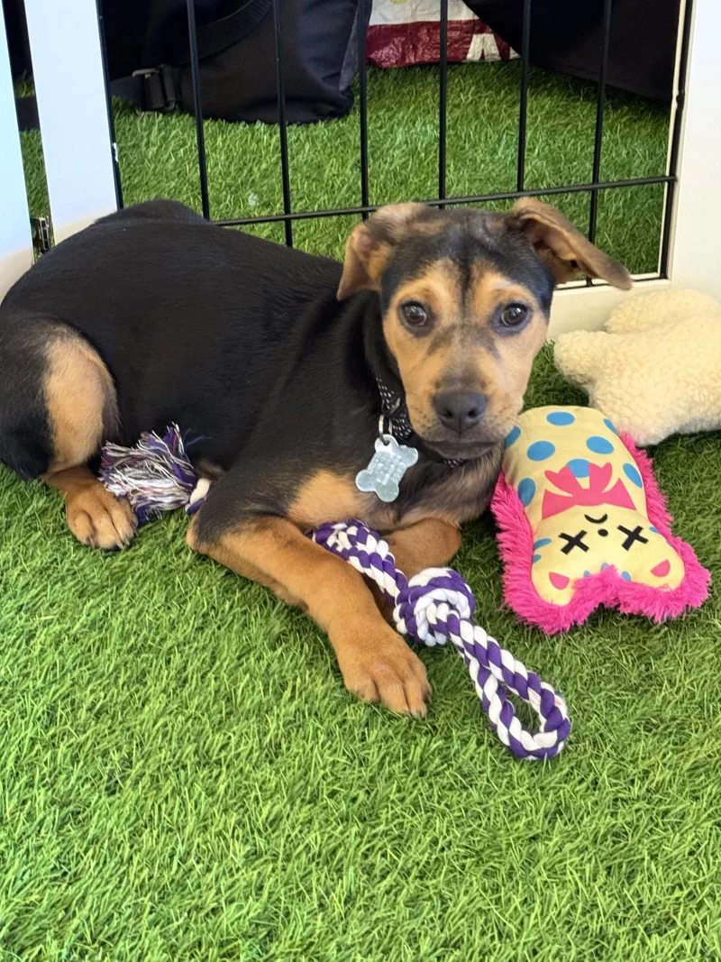 A young medium-sized female Labrador Retriever dog named Joy FH for adoption in Sanford, FL