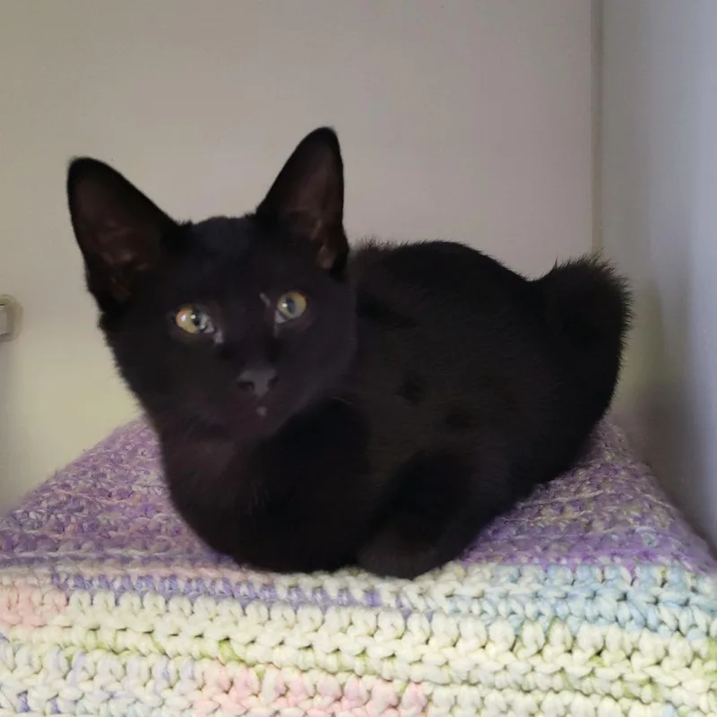 A baby small-sized male Black Domestic Short Hair cat named Darkness for adoption in Norfolk, NE