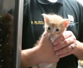 A baby small-sized male Domestic Short Hair cat named Barrett for adoption in Sacramento, CA