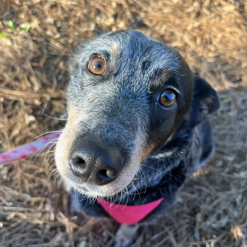 An adult medium-sized female Tricolor (Brown, Black, & White) Australian Cattle Dog / Blue Heeler dog named Bluey for adoption in Cornelius, NC