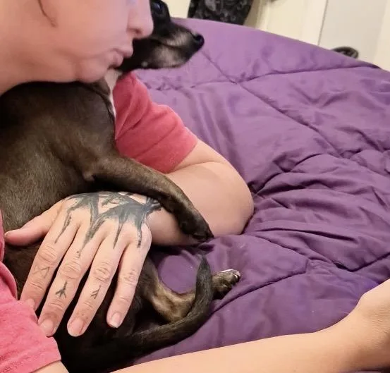 An adult small-sized female Bicolor Chihuahua dog named Penelope for adoption in Maineville, OH