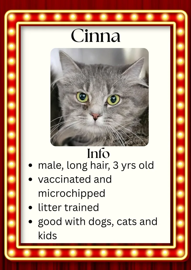 An adult medium-sized male Gray / Blue / Silver Domestic Long Hair cat named Cinna for adoption in Greensburg, IN