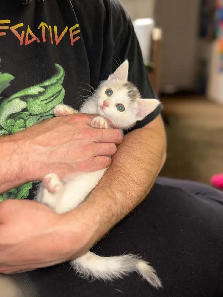 A baby small-sized female Black & White / Tuxedo Domestic Short Hair cat named Miranda for adoption in Patchogue, NY