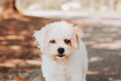 An adult small-sized female Maltese dog named a Gigi for adoption in North Charleston, SC