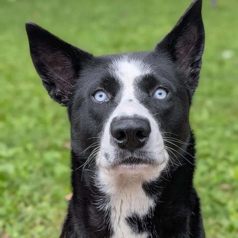 An adult large-sized female Black Husky dog named Cookie for adoption in Milan, IL
