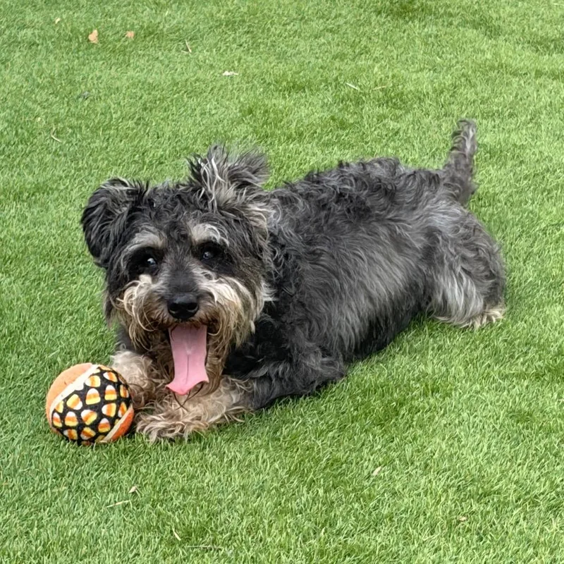 An adult small-sized male Gray / Blue / Silver Schnauzer dog named Biggie for adoption in Laredo, TX
