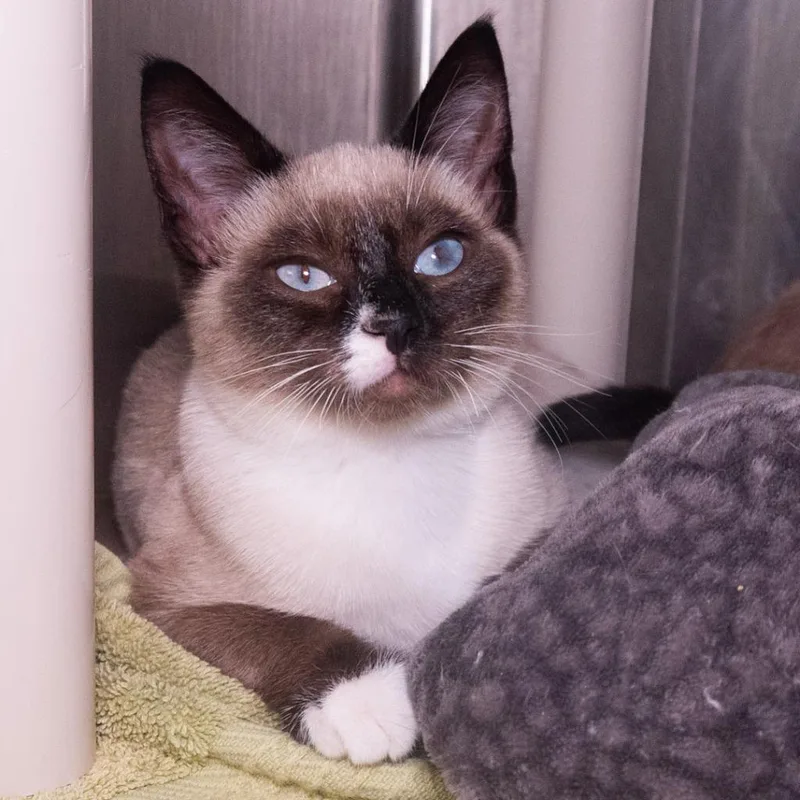 A baby medium-sized female Domestic Short Hair cat named Brigita for adoption in Shoreline, WA