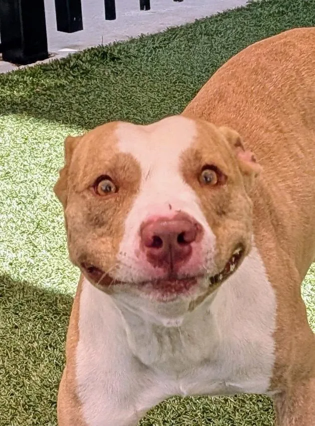 A young large-sized male Pit Bull Terrier dog named Killian for adoption in Seguin, TX