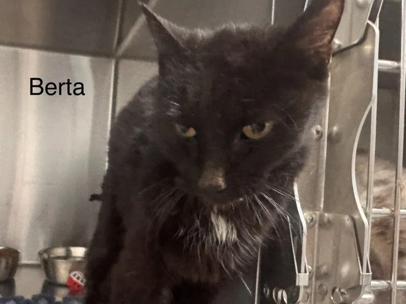 A young small-sized female Black & White / Tuxedo Domestic Short Hair cat named Berta for adoption in Saint George, UT