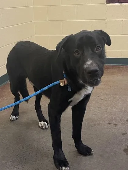 An adult large-sized male Mixed Breed dog named Zim for adoption in Independence, MO
