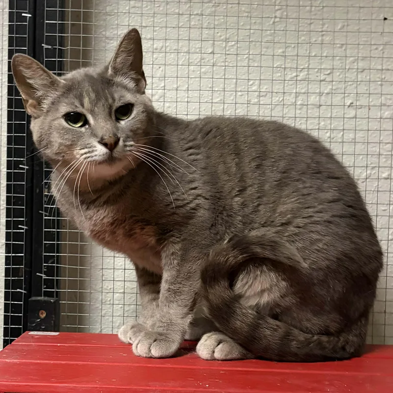 A young medium-sized female Tabby (Gray / Blue / Silver) Tabby cat named Violet for adoption in Antioch, CA