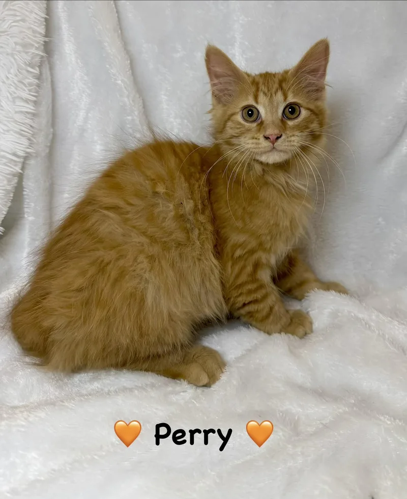 Perry thumbnail 2