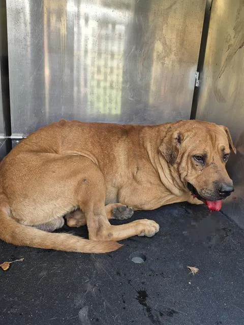 A young medium-sized male American Staffordshire Terrier dog named Franco Irons for adoption in San Antonio, TX