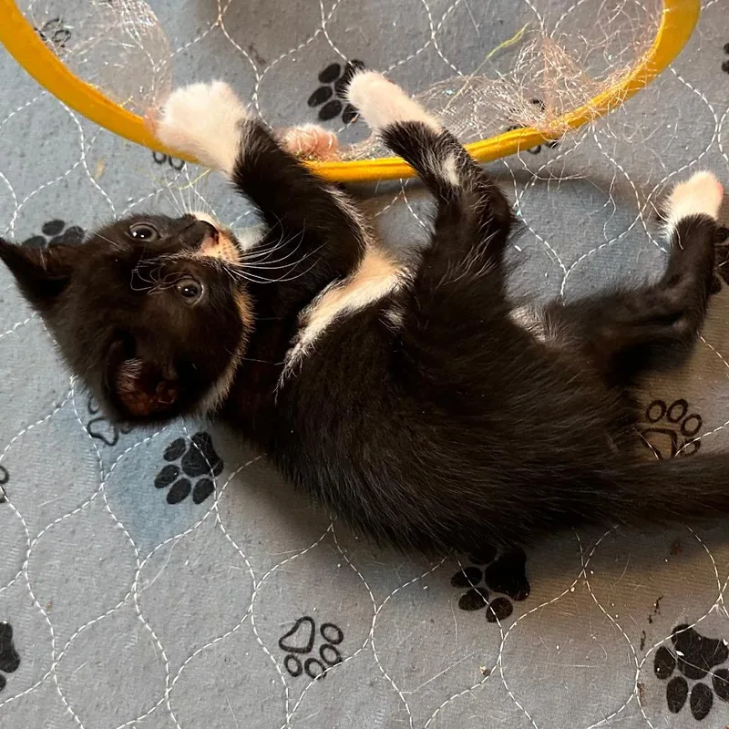 A baby small-sized female Black Domestic Short Hair cat named Olive for adoption in Houston, TX