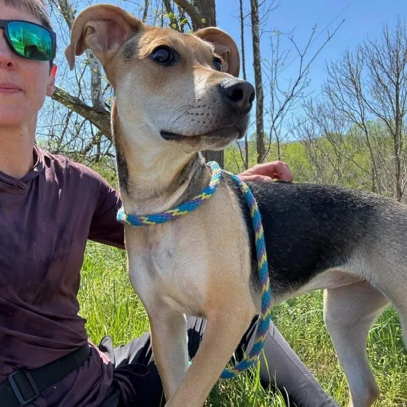 A baby medium-sized female Brown / Chocolate Shepherd dog named Cupcake for adoption in Washington, DC