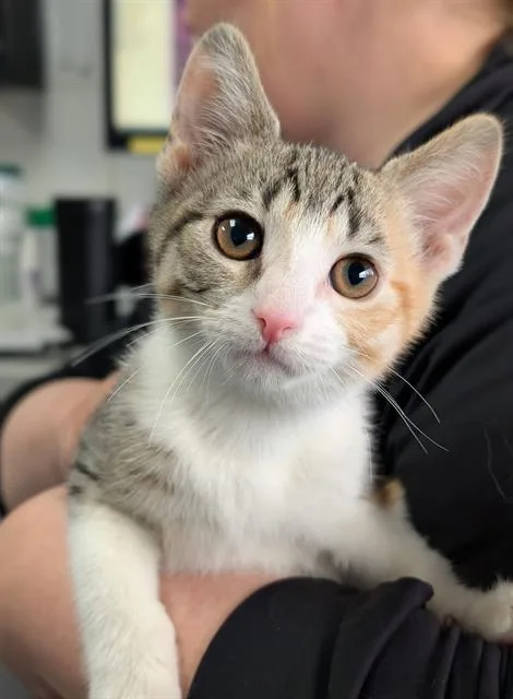 A baby small-sized female Domestic Short Hair cat named Papaya for adoption in Canfield, OH