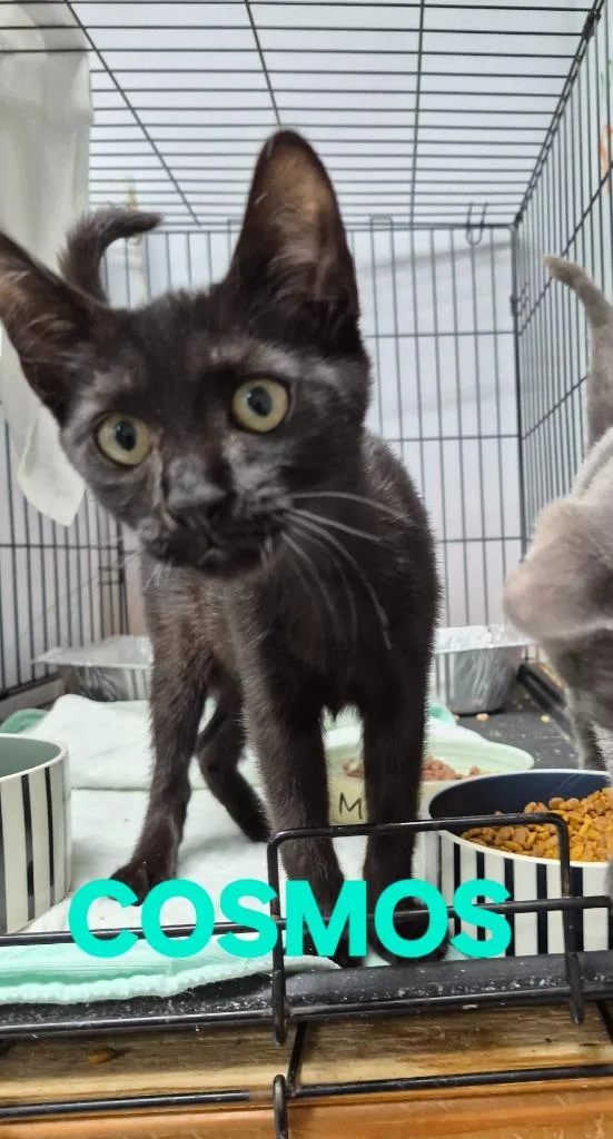 A baby medium-sized female Domestic Short Hair cat named Cosmos for adoption in Rome, GA