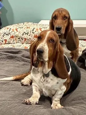 An adult medium-sized female Tricolor (Brown, Black, & White) Basset Hound dog named Buttercup for adoption in St. Paul, MN