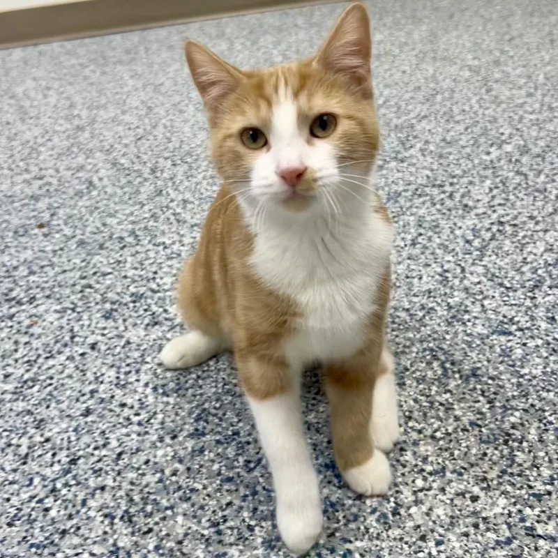 A young medium-sized male Orange / Red Domestic Short Hair cat named Tucker for adoption in Great Falls, MT