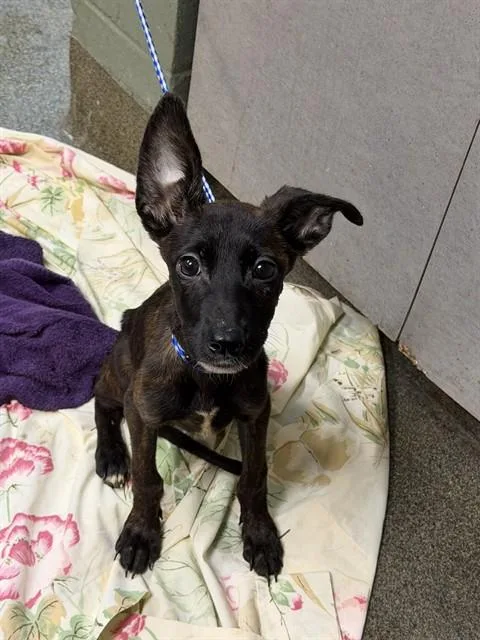 A baby small-sized female Mixed Breed dog named Tamagotchi for adoption in Jacksonville, FL