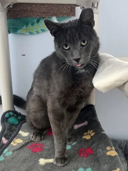 An adult small-sized male Domestic Short Hair cat named Corolla for adoption in Madison, NJ