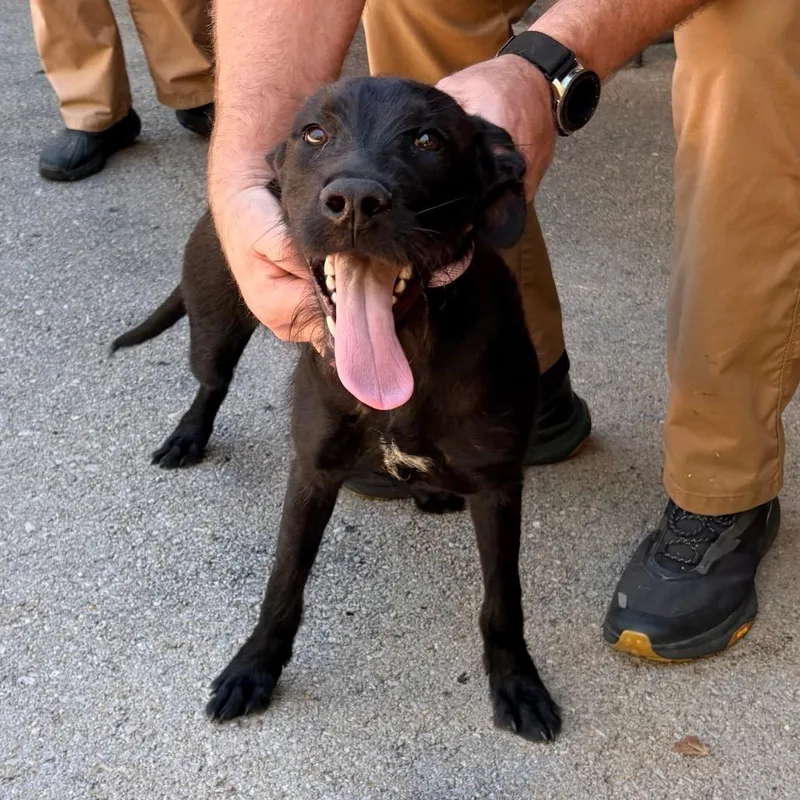 A young medium-sized female Mixed Breed dog named Everest for adoption in Saint Louis, MO
