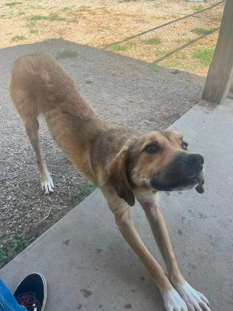 A young medium-sized male Tricolor (Brown, Black, & White) Mixed Breed dog named Guy for adoption in Pomeroy, OH