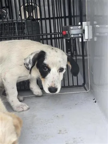 A baby medium-sized female Dachshund dog named A for adoption in Houston, TX