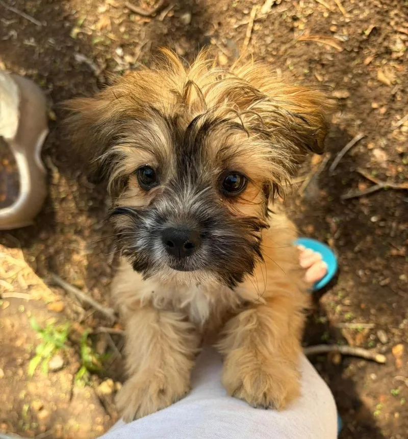 A young small-sized male Lhasa Apso dog named Groot for adoption in Grafton, WI