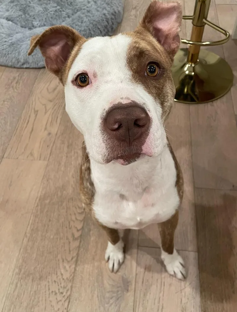 A young medium-sized male White / Cream Pit Bull Terrier dog named Hopper for adoption in Beverly Hills, CA