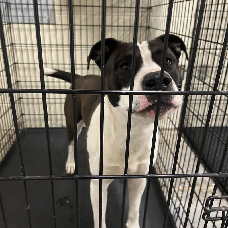 An adult large-sized male White / Cream Mixed Breed dog named Oodles for adoption in Columbus, GA