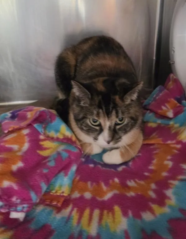 An adult medium-sized female Domestic Short Hair cat named Pallie for adoption in Cleveland, TN