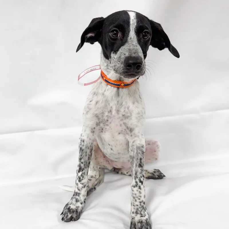 A baby small-sized female Mixed Breed dog named Millie for adoption in Parker, CO