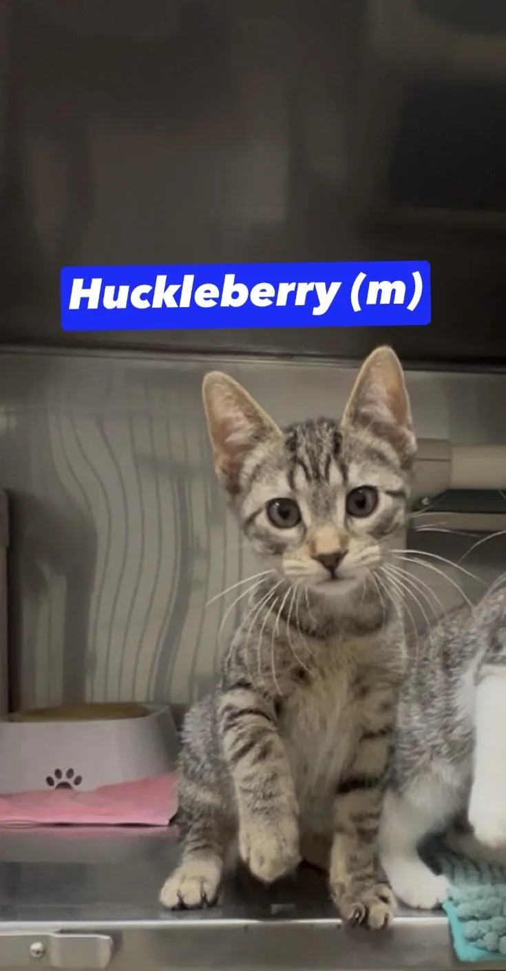 A baby medium-sized male Tabby (Brown / Chocolate) Domestic Short Hair cat named Huckleberry for adoption in Montville, NJ